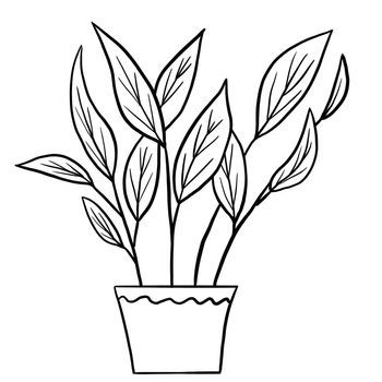 Calathea begonia in a pot in black line outline cartoon style. Coloring book houseplants flowers plant for interrior design in simple minimalist design, plant lady gift