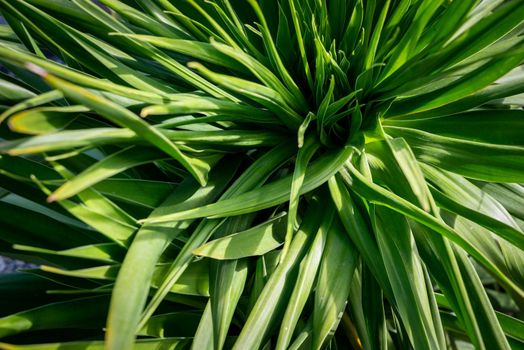 Green vegetation with natural sunlight. Green wallpaper, green background.