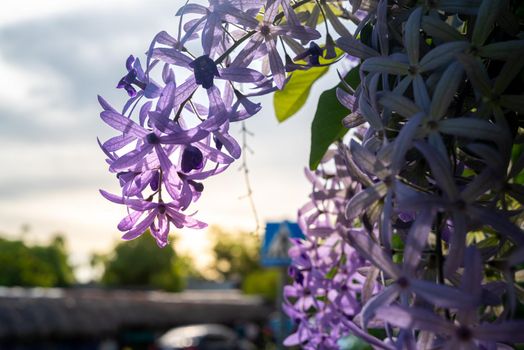 Petrea volubilis or Purple Wreath focused on flower with sunlight as background.