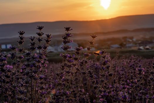 Beautiful sunset in the lavender fields.