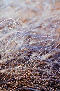 A beautiful winter season scene in Christmas time