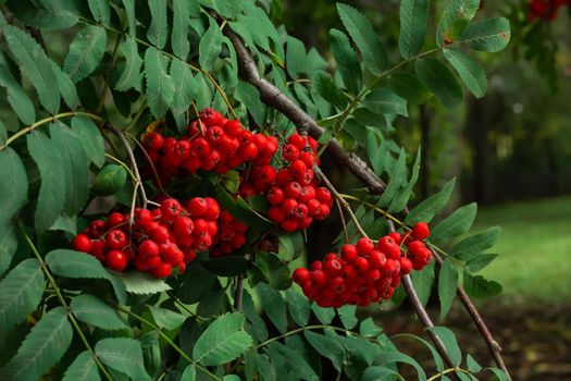 Bunches of ripe red Mountain Ash berries on branches with green leaves, rowan trees in summer autumn garden, close up