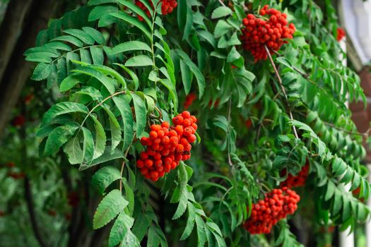 Bunches of ripe red Mountain Ash berries on branches with green leaves, rowan trees in summer autumn garden, close up