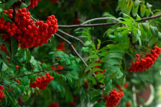 Bunches of ripe red Mountain Ash berries on branches with green leaves, rowan trees in summer autumn garden, close up