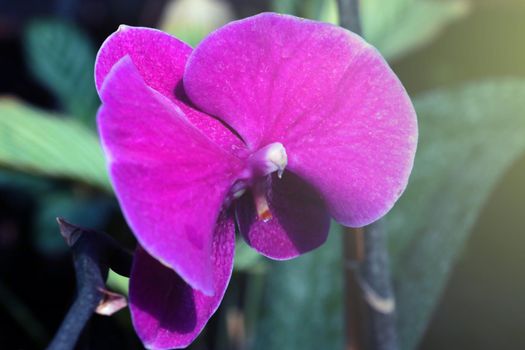 Close up of a flowering orchid