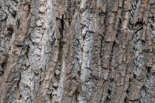 Close-up of the texture of the bark of the tree. Background of wood, bark. Wood texture
