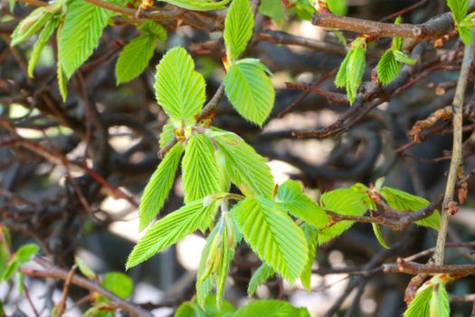 Selective focus. Young green leaves appear on the branches of trees and bushes in spring