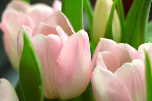 Close-up on a bouquet of fresh tulips