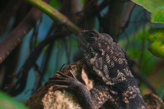 A dark lizard sits on a tree branch. Wildlife