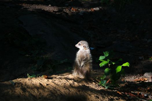Soft light falls on the meerkat in the shadows. Wildlife background