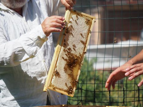 Beekeeper working with bees and beehives on the apiary. Beekeeping concept. Beekeeper harvesting honey Beekeeper on apiary.