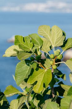 Bunch of green figs on a fig tree against sea background. Ficus Carica branch with fruits. Close up