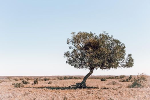 Not many trees can survive in the desert unless near a water source, this one is thriving in the scrubby arid outback for now