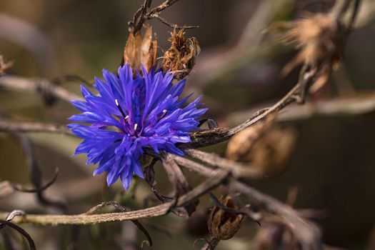 The striking blue flower of a cornflower isolated in front of brown withered leaves, garden in Germany