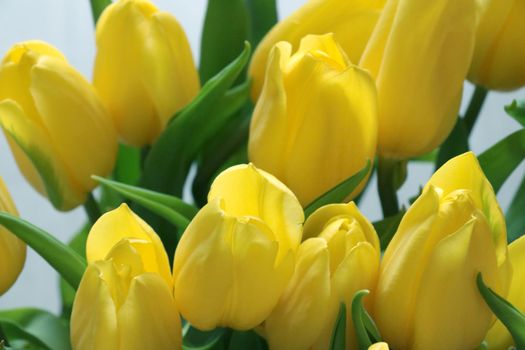 Yellow bouquet of flowering tulips. Fresh flowers