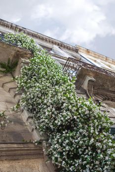 Blooming jasmine on a stone facade in Bordeaux in France