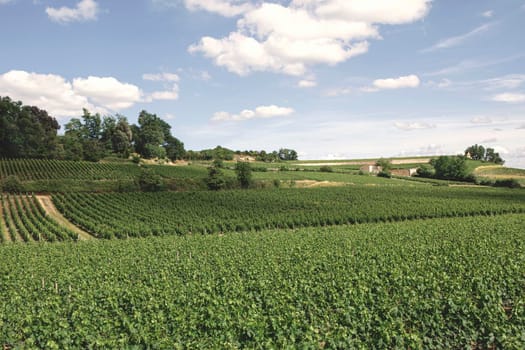 Vineyards landscape in St Emilion French village