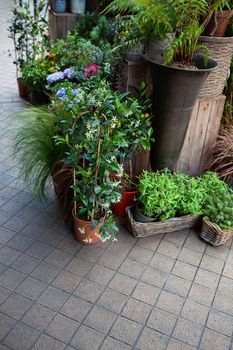 Bunches of flowers and plants in front of a flower shop