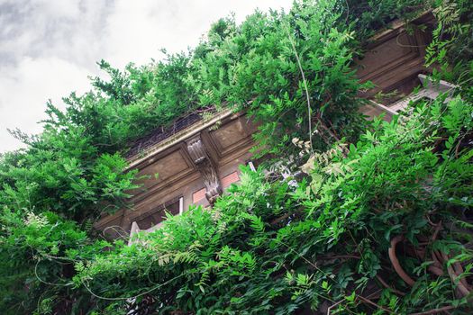 Wisteria growing on al old French mansion facade