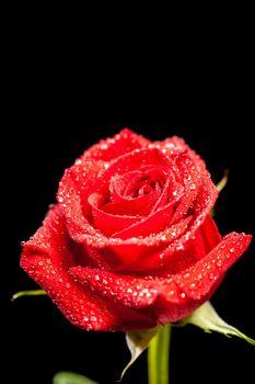 Beautiful blossomed red rose with rain drops over black background. Symbol of love. Anniversary gift.