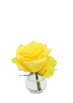Yellow rose in glass transparent vase with water, isolated over white background. Copy space on top upper side.