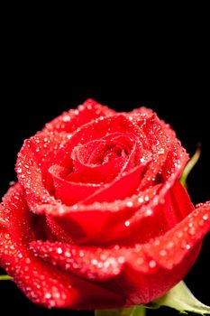 Close up image of colorful red rose over black background. Fresh rose. Love sign.