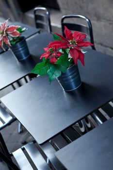 Potted plant on the table of a French bistro