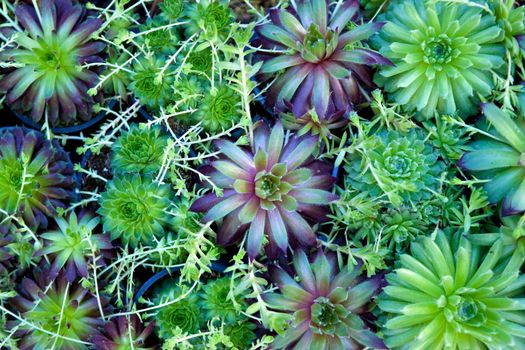 Various green plants potted in a garden