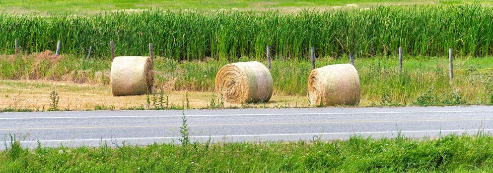 Rounded haystacks tightened with straps. Dry yellow straw bales laying on the farm field at the road