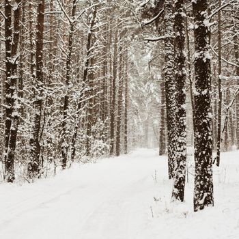 A beautiful winter season scene in Christmas time