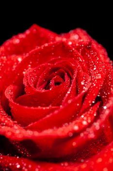 Close up of fresh beautiful red rose over black background. Natural flower. Single Rose. Element of love.