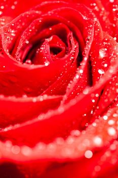 Macro photo of natural rose with rain drops over black background. Romantic gif. Floral ornament.