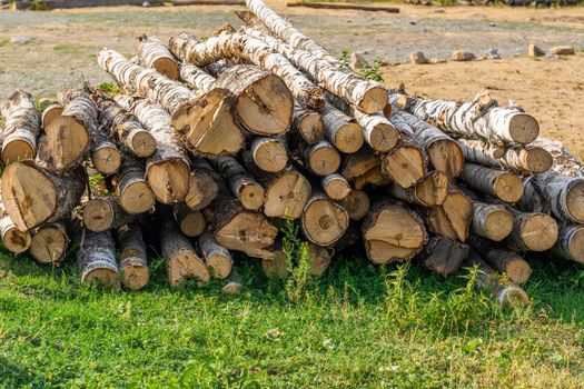 The birch logs lie on the grass in the village