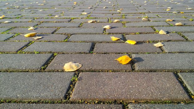 Autumn background of gray brick road with sprouted grass between it and yellow autumn leaves. Low viewing angle with prospect of removal