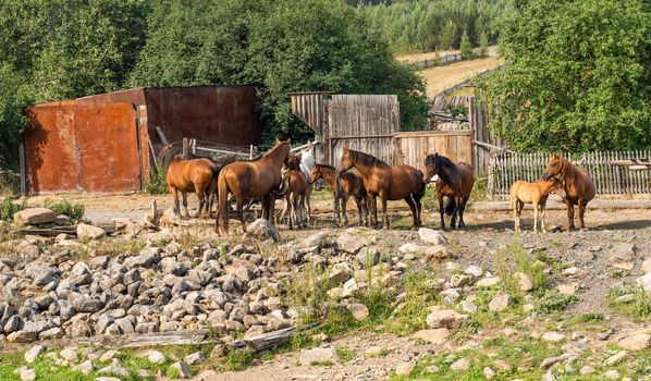 A herd of horses in a village without people
