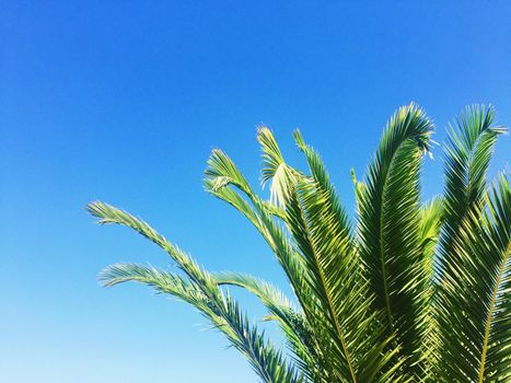 palm tree and blue sky - travel, exotic and tropical backgrounds styled concept, elegant visuals