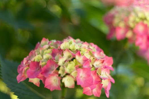 Close up light pink hortensia fresh flowers blur background