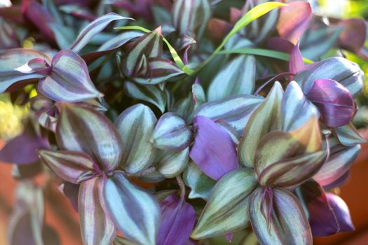 Violet and green leaves close up background