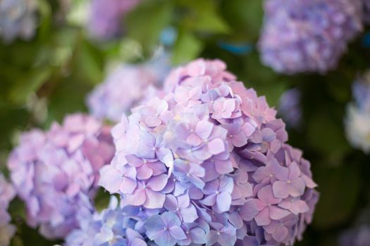 Fresh hortensia bright blue flowers and green leaves background