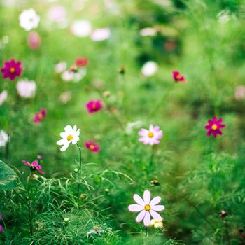 daisy garden - gardening, flowers and nature styled concept, elegant visuals
