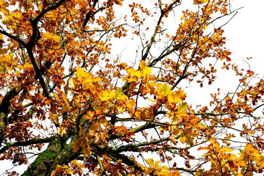 Low angle view of autumn tree with branch and yellow and orange leaves. Beautiful autumn leaves. Fall season, October background. Orange foliage in fall forest. Autumn tree in park. Beauty in nature.