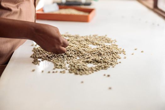 Close up of female hands sifting and sorting coffee beans for tasting