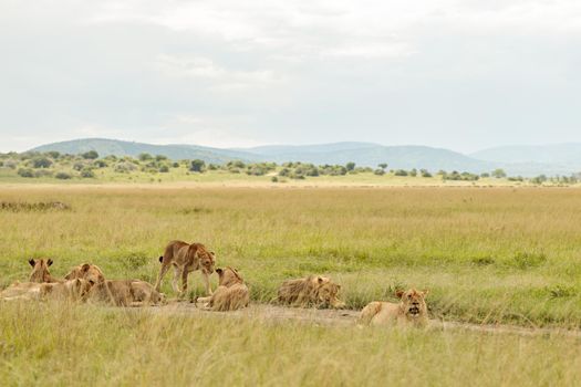 Herd of cougars resting on a field in dry grass in a national park in Africa
