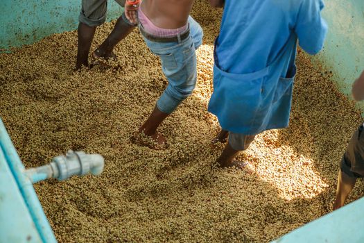 Cropped photo of male workers shuffling coffee beans with their feet at washing station at farm. Rwanda. Coffee production