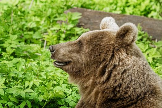 Portrait of brown bear lat. (Ursus arctos)