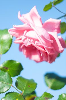 abundantly blooming bush pink rose by the fence on the background of house, beautiful floral background. High quality photo