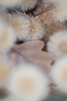 dry bouquet of flowers close-up with blur round fluffy heads with wildflower seeds neutral natural background beige soft colors