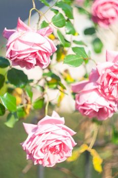 abundantly blooming bush pink rose by the fence on the background of house, beautiful floral background. High quality photo