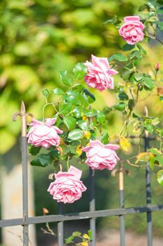 abundantly blooming bush pink rose by the fence on the background of house, beautiful floral background. High quality photo