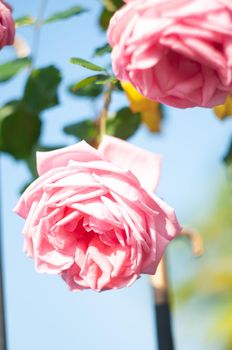 abundantly blooming bush pink rose by the fence on the background of house, beautiful floral background. High quality photo